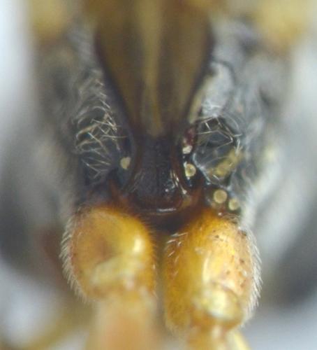 Acrotomus sp.